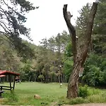 Zornica In